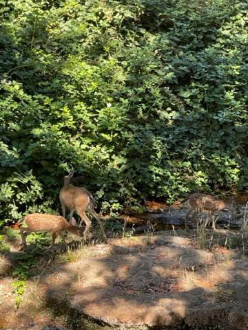Glen Ellen Inn Secret Cottages Esterno foto